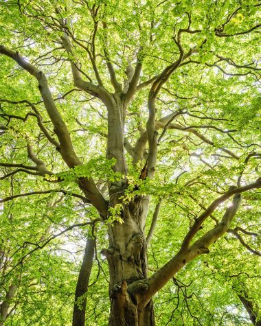 Linktree is one of the easiest to use Instagram Link Apps