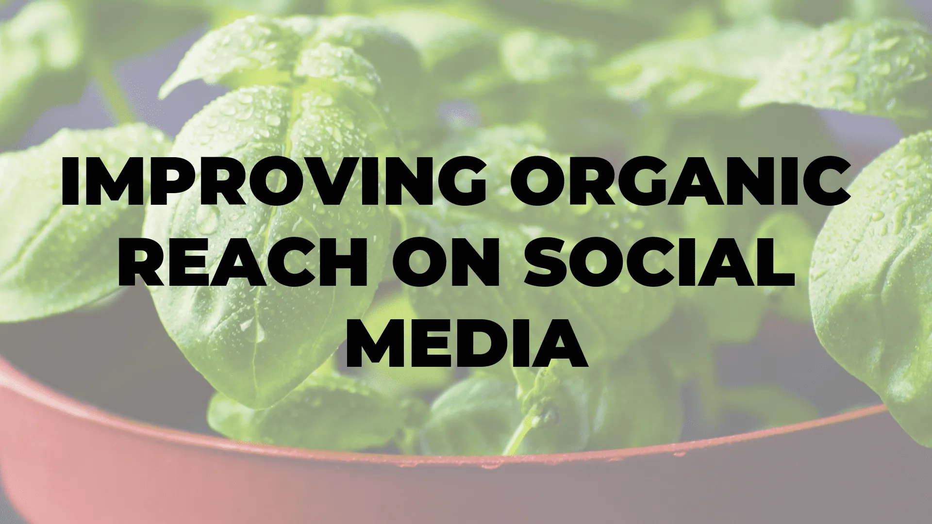 Improving Organic Reach on Social Media I $99 SOCIAL|||